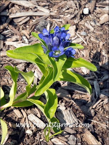 Nice blue flowers.  (July 18)